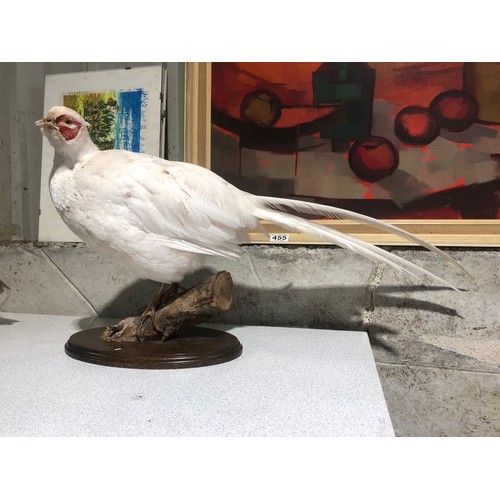 1102 - Pair of Taxidermy White Pheasants