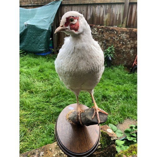 1102 - Pair of Taxidermy White Pheasants