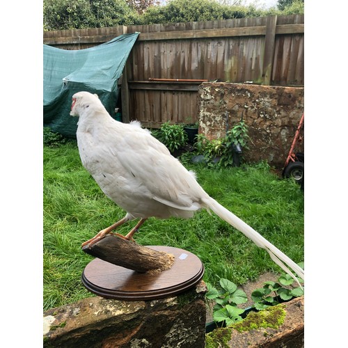 1102 - Pair of Taxidermy White Pheasants