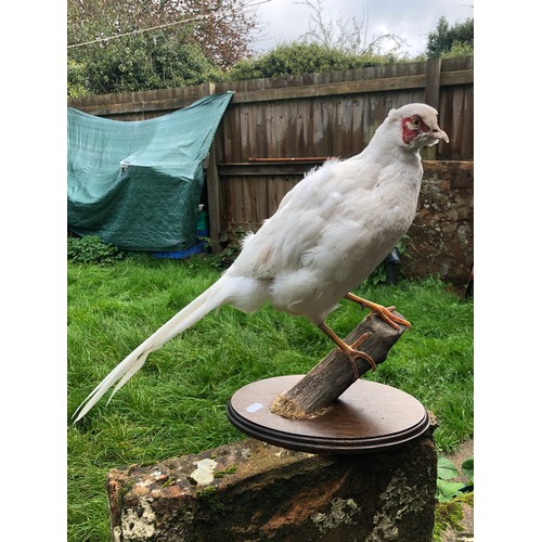 1102 - Pair of Taxidermy White Pheasants