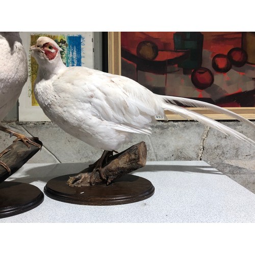 1102 - Pair of Taxidermy White Pheasants