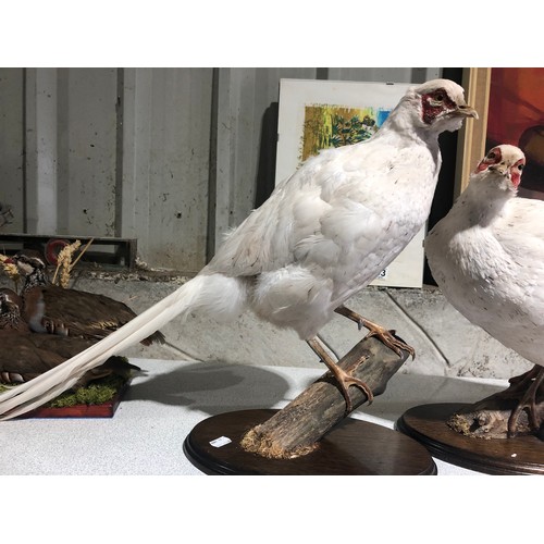 1102 - Pair of Taxidermy White Pheasants