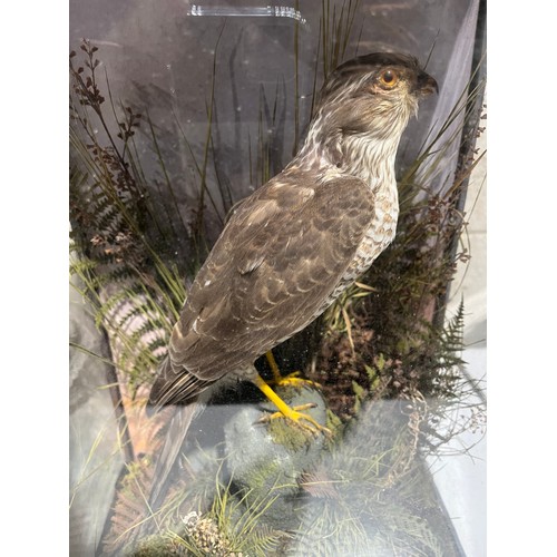 1123 - Cased Taxidermy Sparrow Hawk