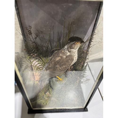 1123 - Cased Taxidermy Sparrow Hawk