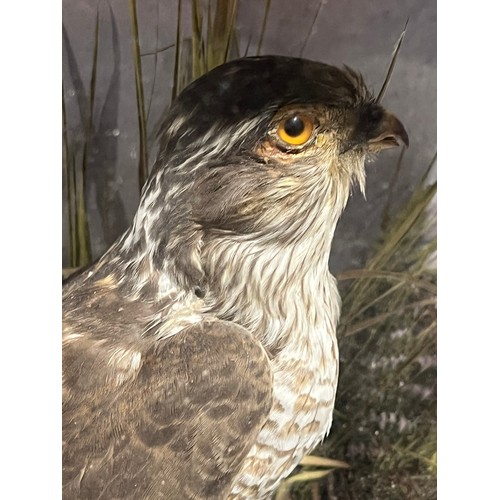 1123 - Cased Taxidermy Sparrow Hawk