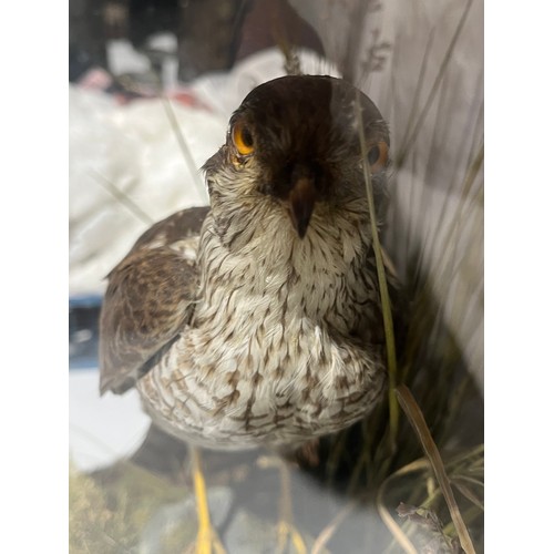 1123 - Cased Taxidermy Sparrow Hawk