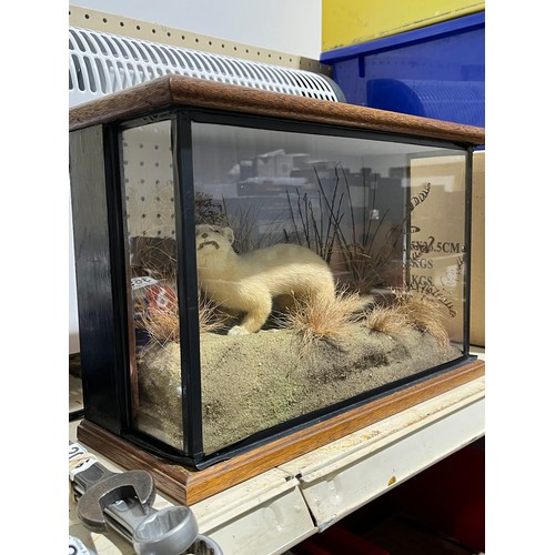 1156 - Rare Taxidermy White Stoat 1945