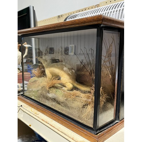 1156 - Rare Taxidermy White Stoat 1945