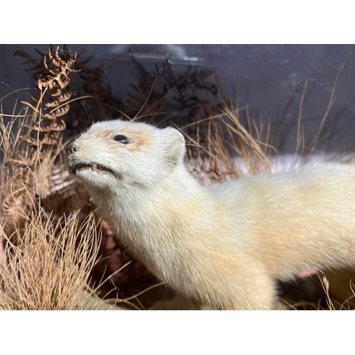 1156 - Rare Taxidermy White Stoat 1945