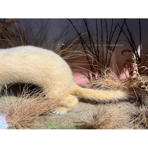 1156 - Rare Taxidermy White Stoat 1945