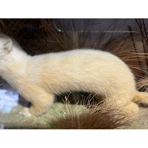 1156 - Rare Taxidermy White Stoat 1945