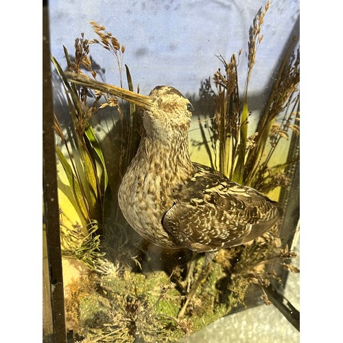 1157 - Taxidermy Snipe 1933