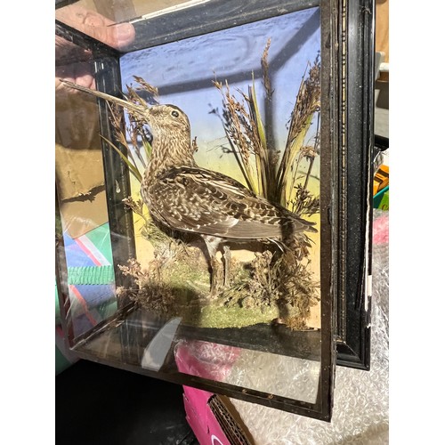 1157 - Taxidermy Snipe 1933