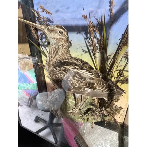 1157 - Taxidermy Snipe 1933