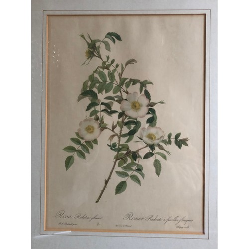 1178 - Old print of a wild rose