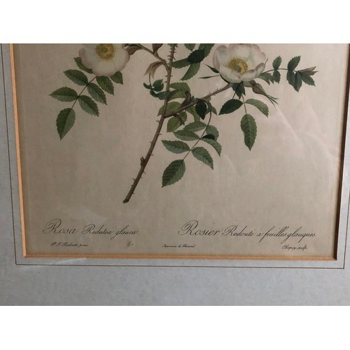 1178 - Old print of a wild rose