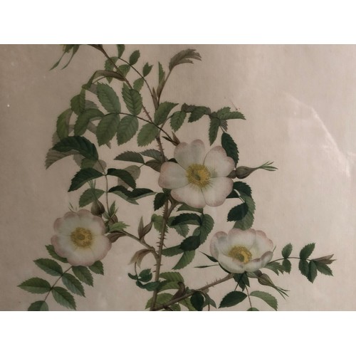 1178 - Old print of a wild rose