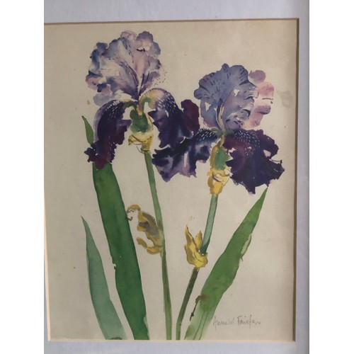 1179 - Watercolour of Iris's by Annabel Fairfax