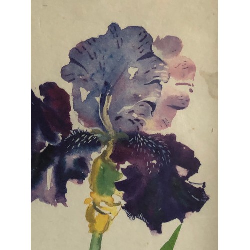 1179 - Watercolour of Iris's by Annabel Fairfax