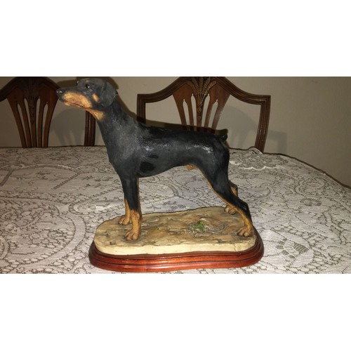 33 - Border fine arts. Large Doberman dog, standing