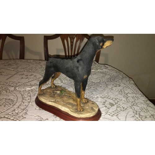 33 - Border fine arts. Large Doberman dog, standing