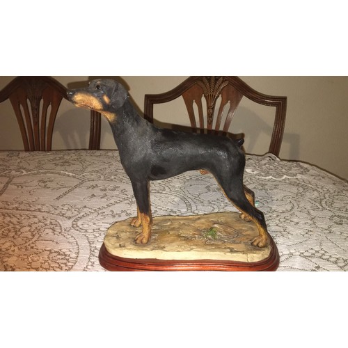 33 - Border fine arts. Large Doberman dog, standing