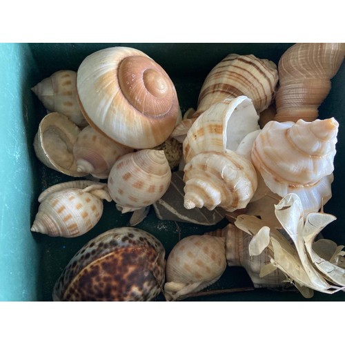 242 - Box of various shells