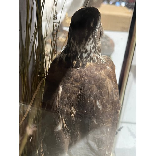 319 - Cased Taxidermy Sparrow Hawk