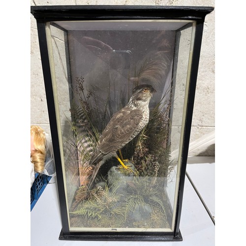 319 - Cased Taxidermy Sparrow Hawk