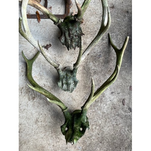 325 - A collection of 3 Red Deer antlers on skull plates.