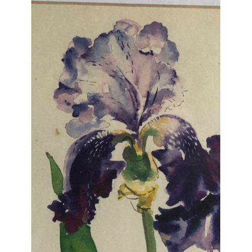 807 - Watercolour of Iris's by Annabel Fairfax