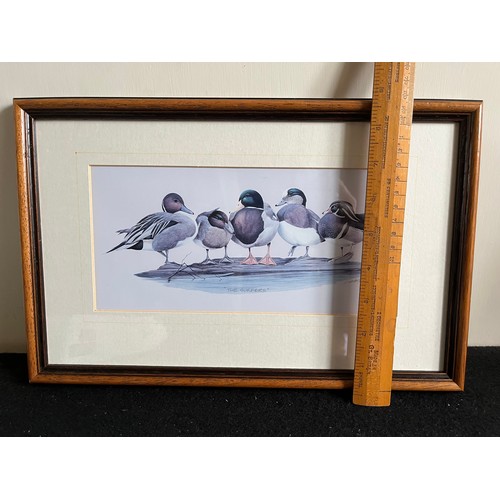 808 - Old print of wild ducks 