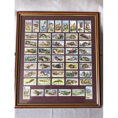 147 - Framed and glazed set of Players cigarette cards. Animals of the countryside