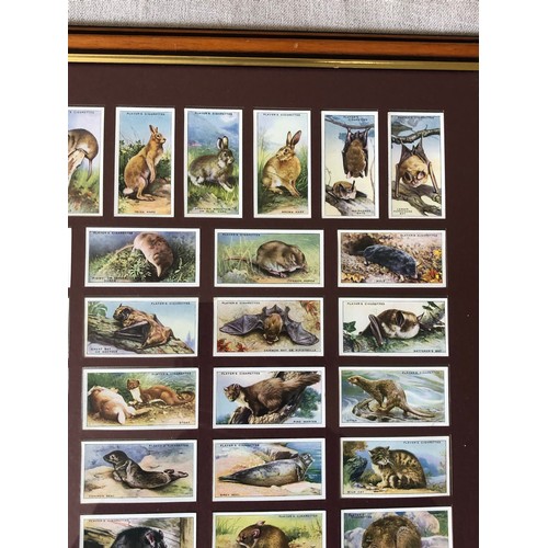 147 - Framed and glazed set of Players cigarette cards. Animals of the countryside