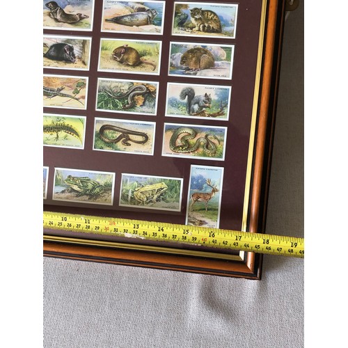 147 - Framed and glazed set of Players cigarette cards. Animals of the countryside