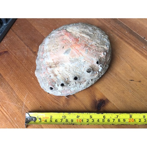 191 - Large Abalone shell