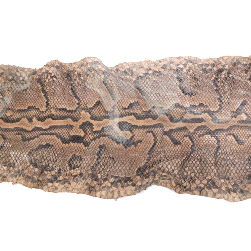 433 - An African Rock Python Snake Skin from Circa 1910

Length: Approximately 440cm
Width: Approximately ... 