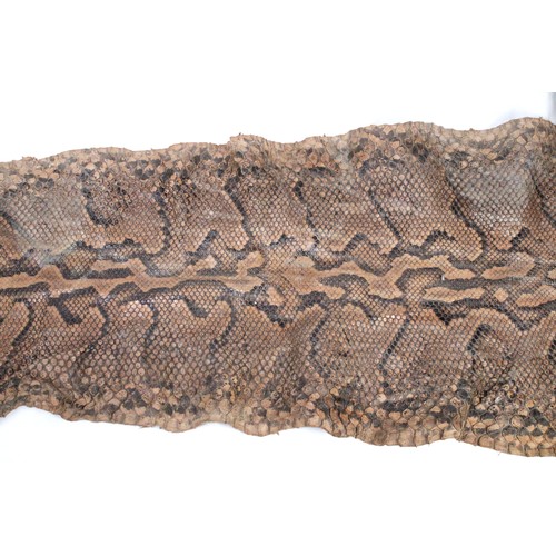 433 - An African Rock Python Snake Skin from Circa 1910

Length: Approximately 440cm
Width: Approximately ... 