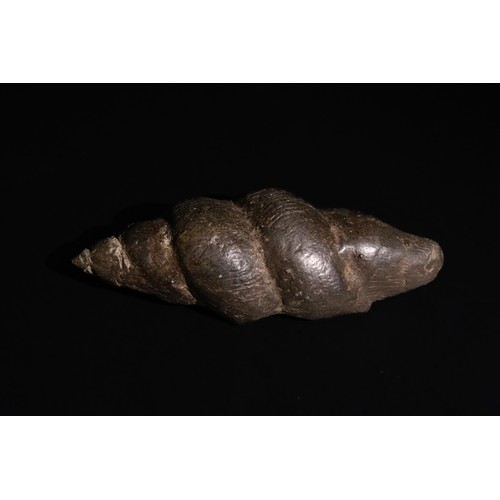 308 - **NO RESERVE**

An Tibetan Buddha Figure in a Conch Shell, 19th-20th Century.

A sculptural represen... 