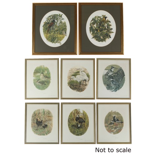 80 - Property of a deceased estate - Gail Darroll (South African, b.1952) - VARIOUS SOUTH AFRICAN BIRDS -... 