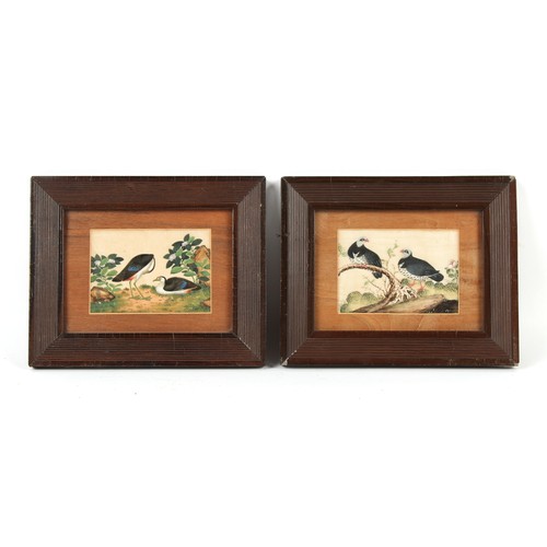 173 - Property of a gentleman - a pair of 19th century Chinese paintings on pith paper depicting birds, in... 