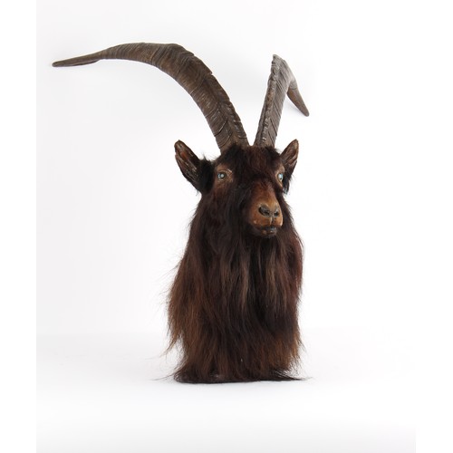 299 - Property of a deceased estate - taxidermy - a late 19th / early 20th century stuffed Wild Goat shoul... 