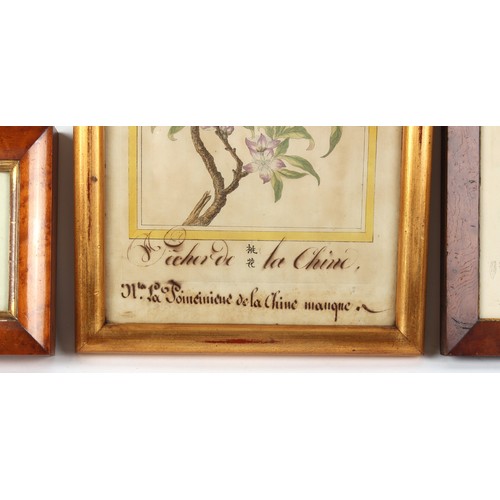 29 - Property of a gentleman - a gilt framed botanical engraving entitled 'Pecher de la Chine', 16.55 by ... 