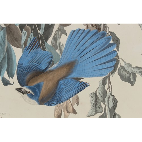 53 - Property of a deceased estate - John James Audubon (1785-1851) - FLORIDA JAY, Garrulus Floridanus / ... 