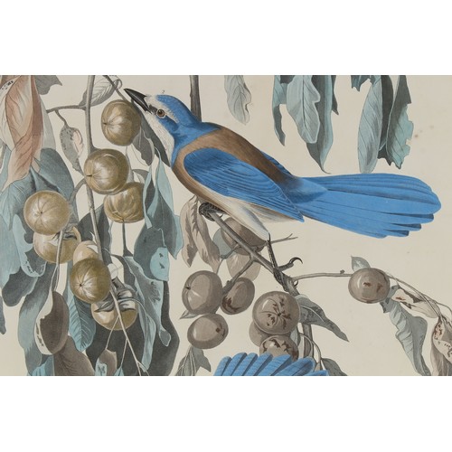 53 - Property of a deceased estate - John James Audubon (1785-1851) - FLORIDA JAY, Garrulus Floridanus / ... 