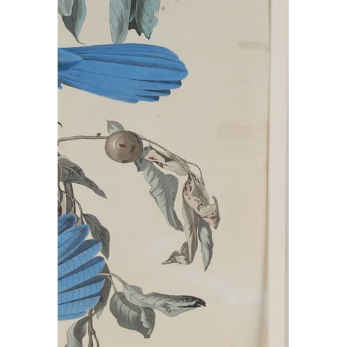 53 - Property of a deceased estate - John James Audubon (1785-1851) - FLORIDA JAY, Garrulus Floridanus / ... 