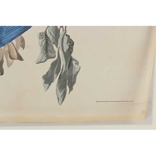 53 - Property of a deceased estate - John James Audubon (1785-1851) - FLORIDA JAY, Garrulus Floridanus / ... 