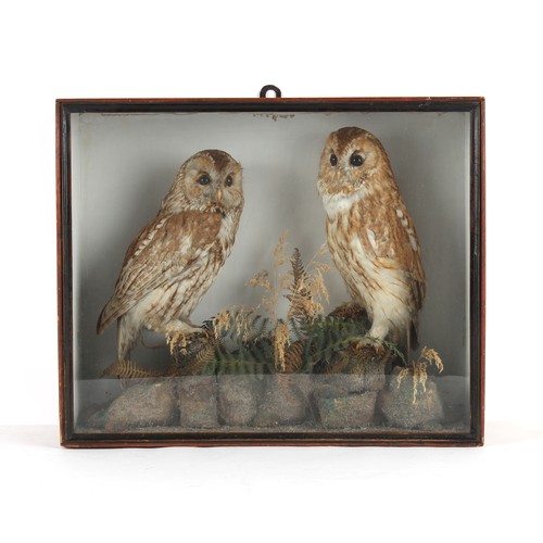 228 - Property of a gentleman - a late 19th / early 20th century cased pair of taxidermy stuffed tawny owl... 