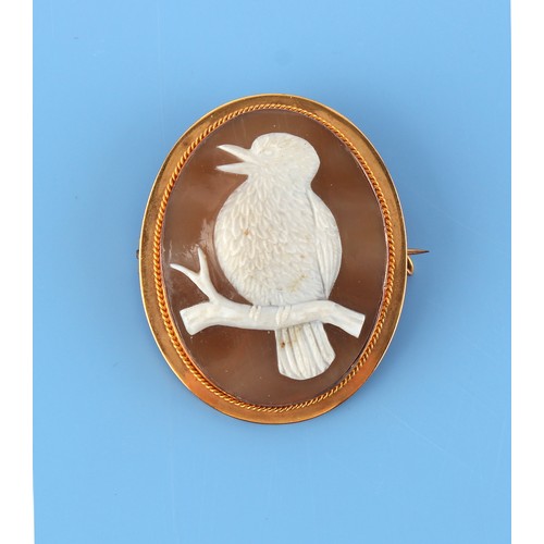 62 - Australian interest - a gold mounted carved oval shell cameo brooch depicting a Kookaburra perched o... 