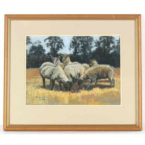 217 - Property of a gentleman - Suzanne Jones (20th century British) - SHEEP GRAZING - pastel, 10.45 by 14... 